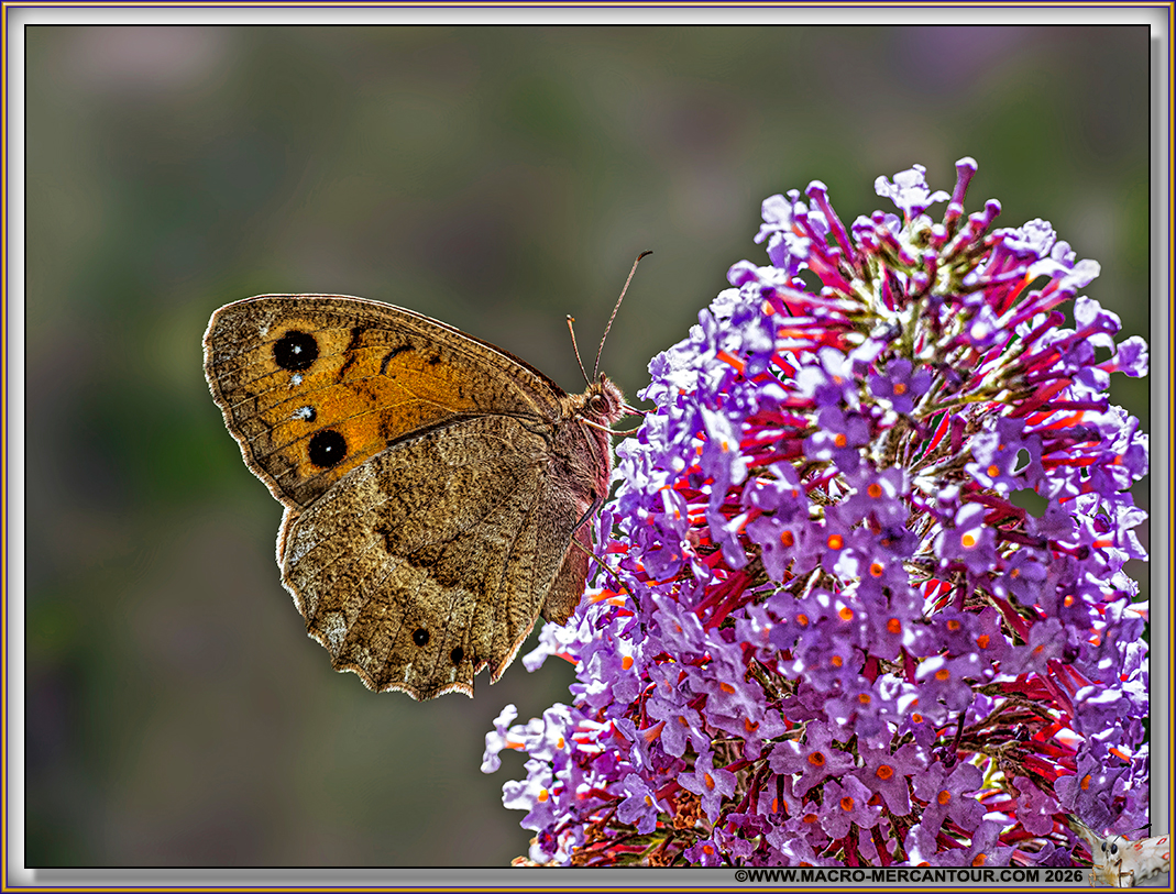 MYRTILS